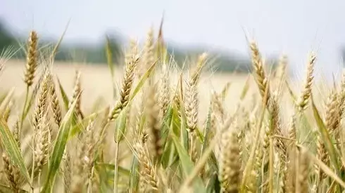 Zdjęcie do Zmiany w składkach KRUS